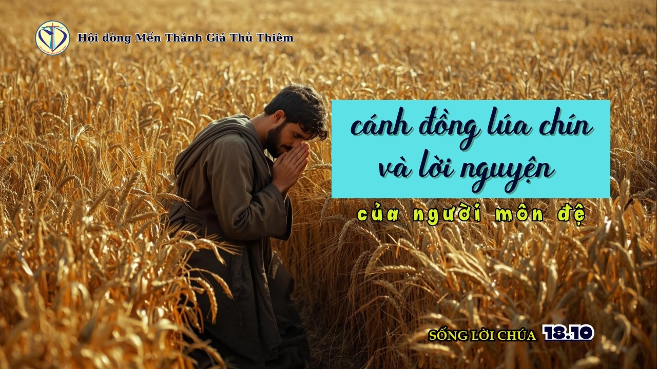 CÁNH ĐỒNG LÚA CHÍN VÀ LỜI NGUYỆN CỦA NGƯỜI MÔN ĐỆ